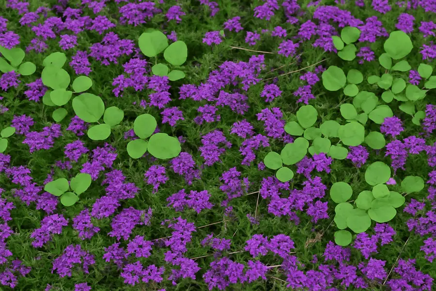 Benefits of Using Moss Verbena as Ground Cover