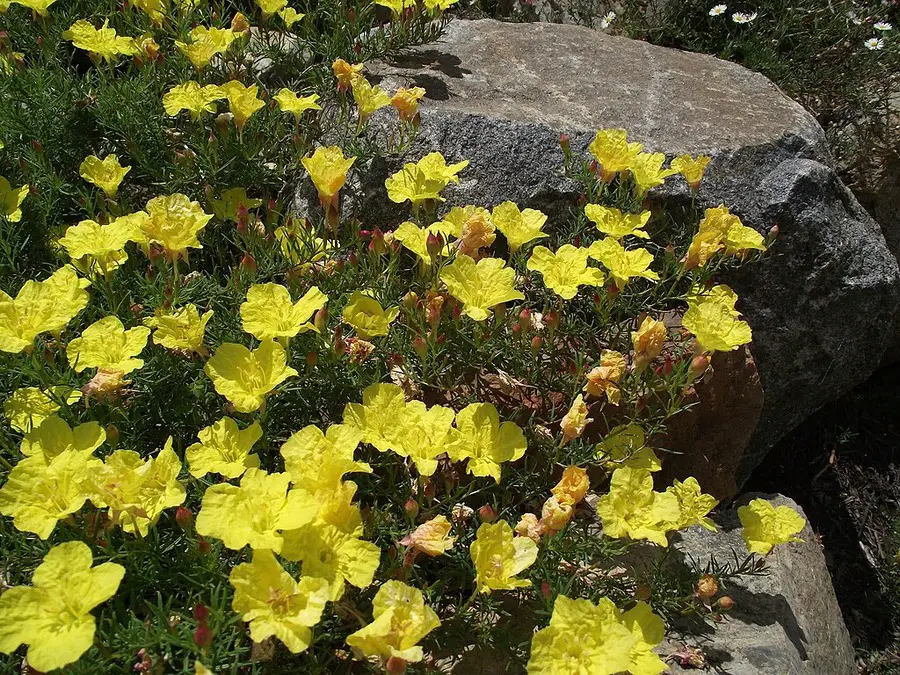 Berlandier’s sundrops - Oenothera berlandieri