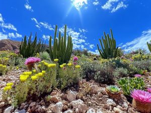 Best Plants for Xeriscaping - Top Picks for Water-Saving Gardens