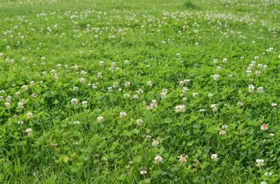 Clover Lawn