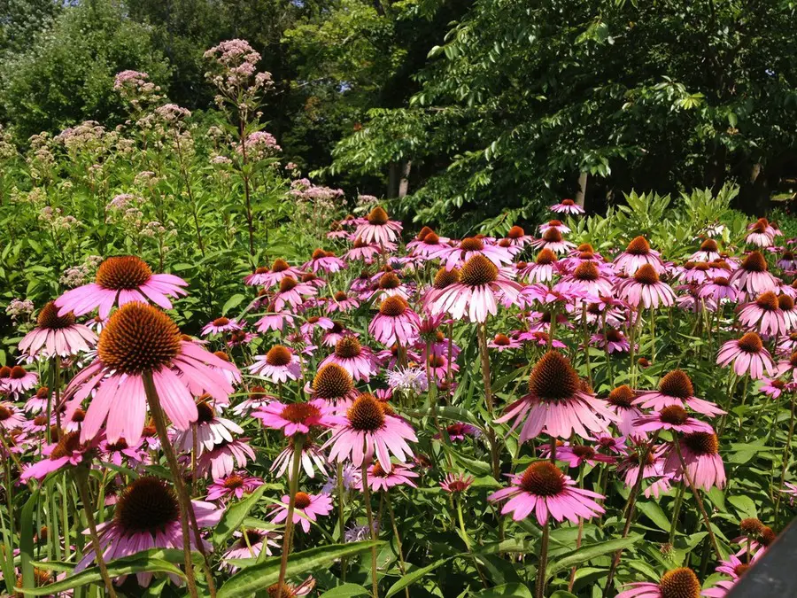 Purple coneflower