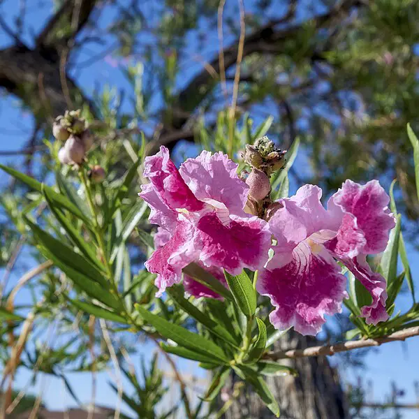  Desert Willow-Chilopsis