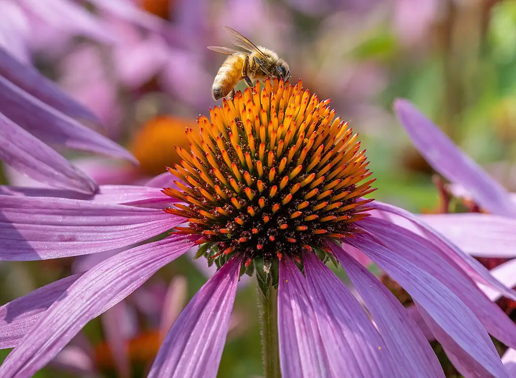 Echinacea purpurea
