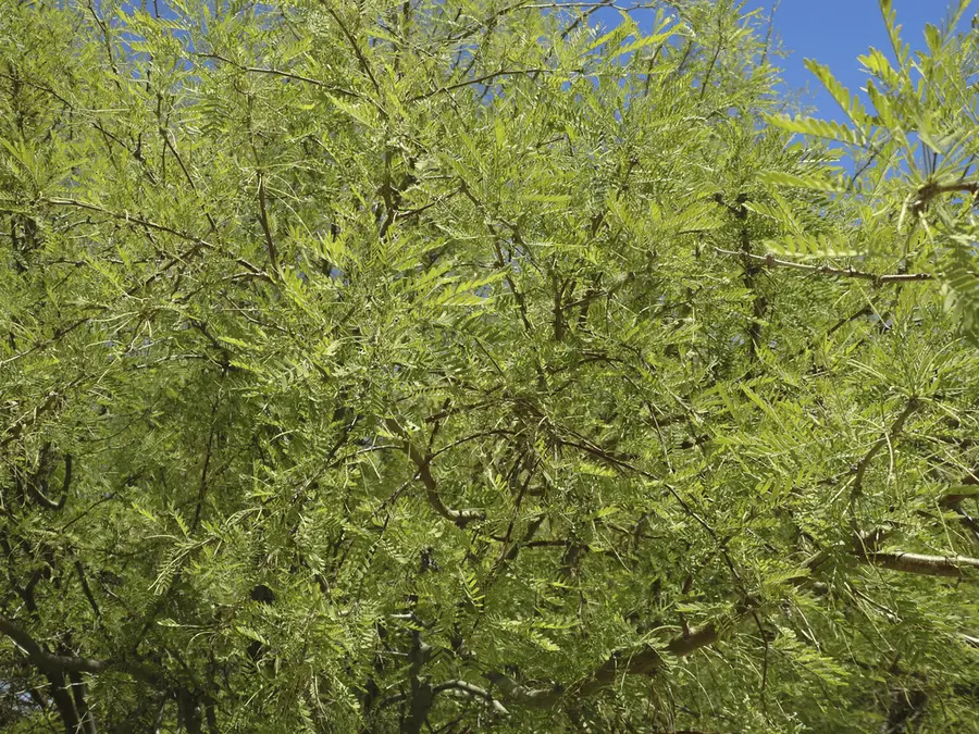 Mesquite tree