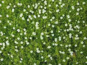 Irish Moss Sagina subulata: Lush Lawn Alternative