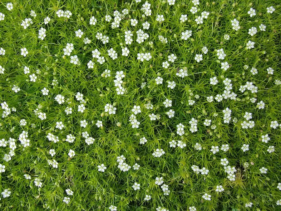 Irish Moss Sagina subulata: Lush Lawn Alternative