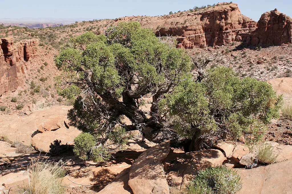 Juniperus osteosperma