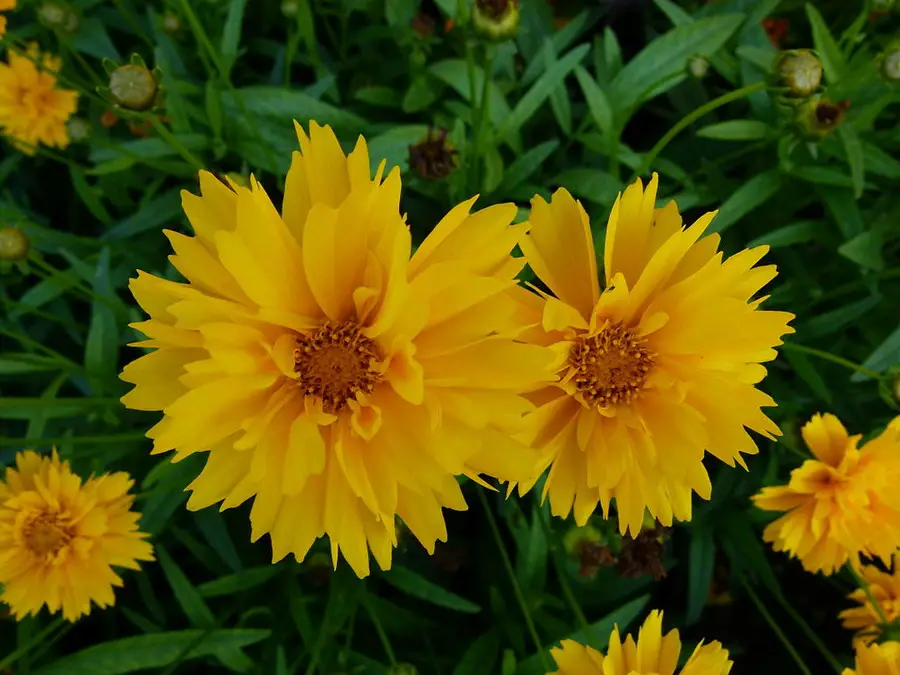 Largeflower tickseed