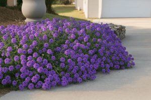 Moss Verbena Ground Cover