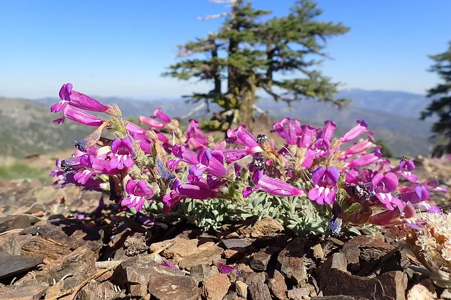 Penstemon purpusii.