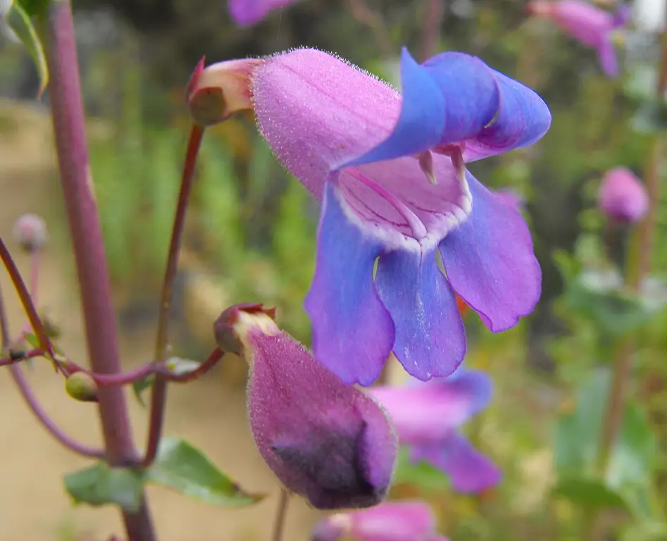 Showy penstemon