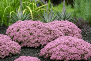 Sedum 'Pride and Joy' Stonecrop