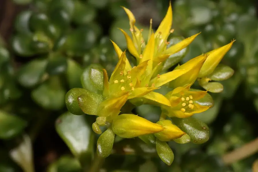Why Sedum oreganum Deserves a Spot in Your Garden