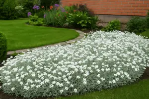 Snow In Summer Ground Cover