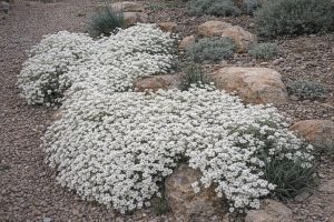 Snow-in-Summer Drought‑Tolerant Ground Cover for Xeriscaping