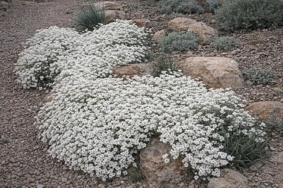 Snow-in-Summer Drought‑Tolerant Ground Cover for Xeriscaping