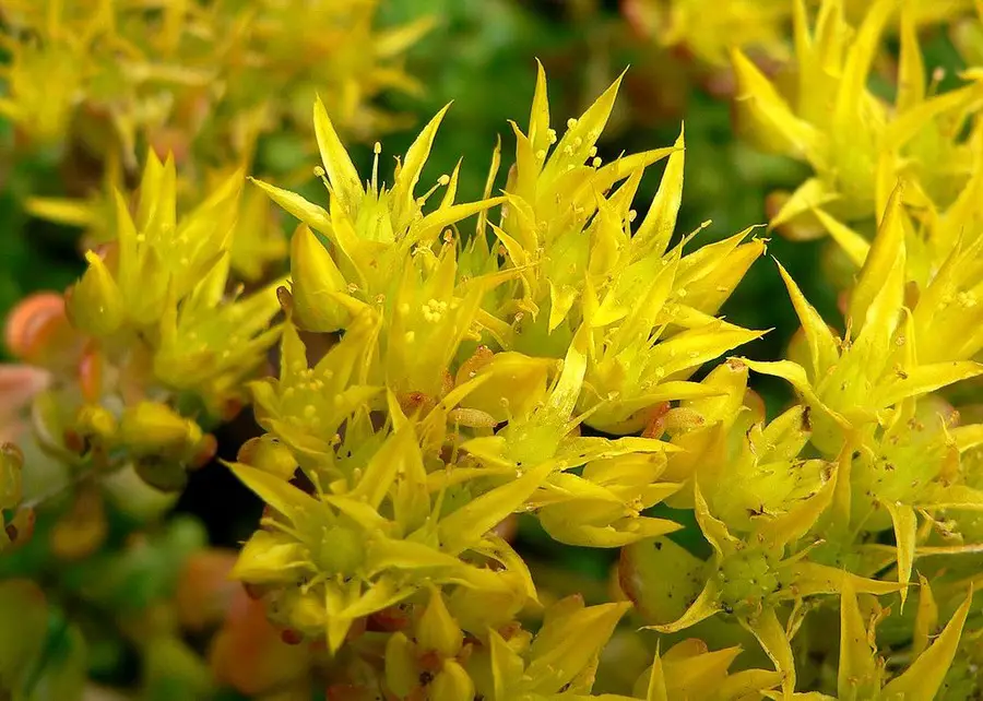 What Is Sedum oreganum?