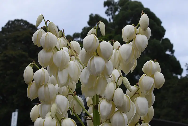 Spanish dagger Yucca gloriosa