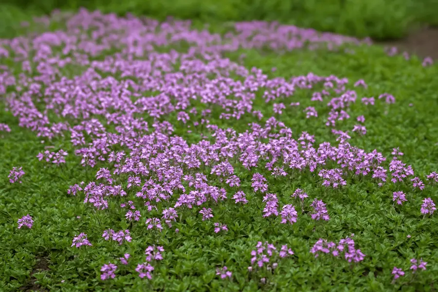flowering creeping thyme