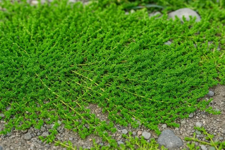 Green Carpet Rupturewort